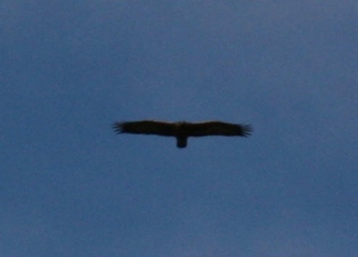 rapace da determinare